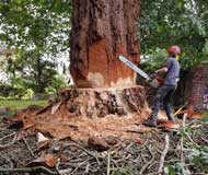 Abattage arbres et haies 91